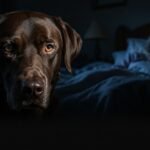 Her Dog Started Acting Strange at 3AM — Doctors Say It Saved Her Life